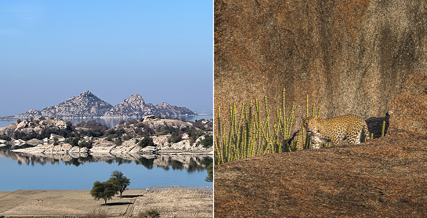 Jawai Leopard Safaris