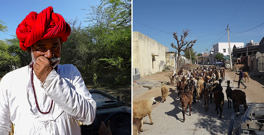 Rabari Culture in Jawai