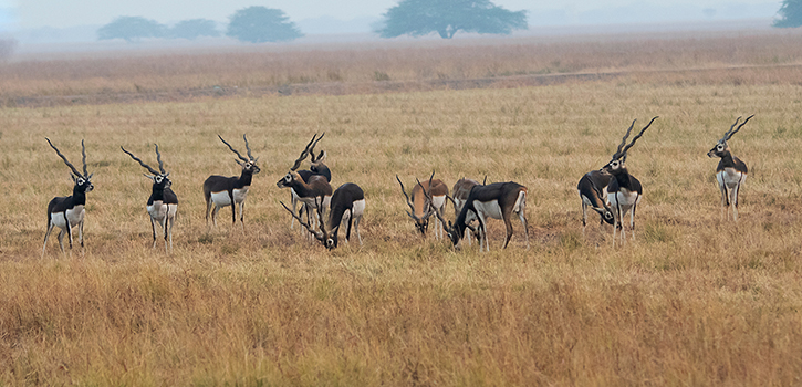Gateway to Blackbuck National Park