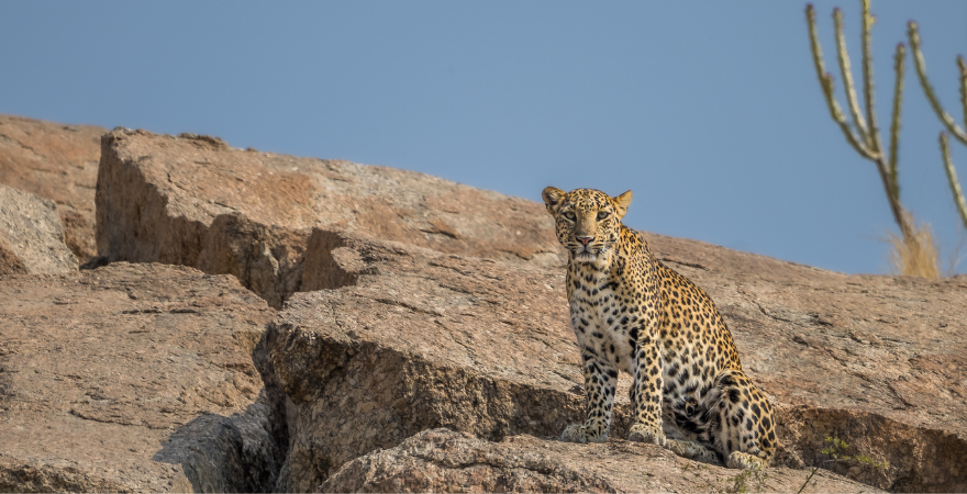 Jawai Stands of Leopard