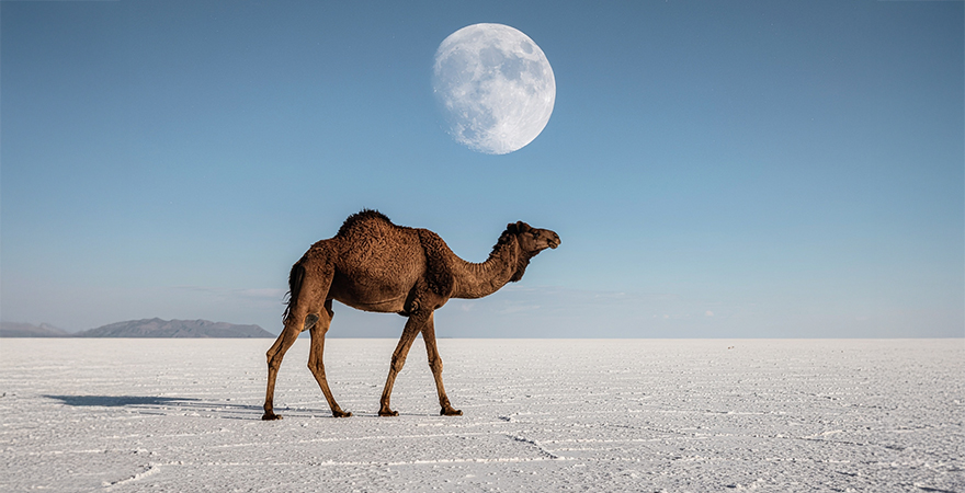 Perfect Destination Wedding Venue in Kutch