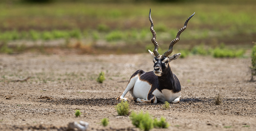 Perfect for Eco-Tourism Enthusiasts