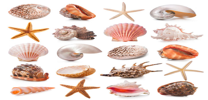 Sea Shell Museum in Diu