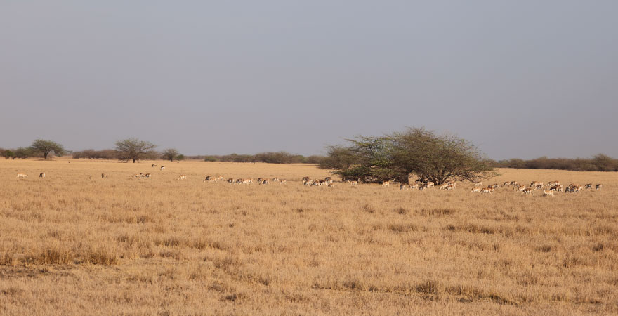 Velavadar Blackbuck National Park